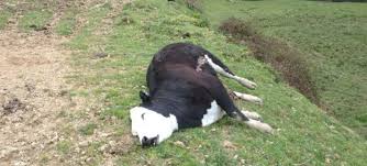 dead cow